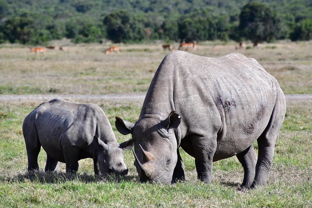 Ol Pejeta Conservacy